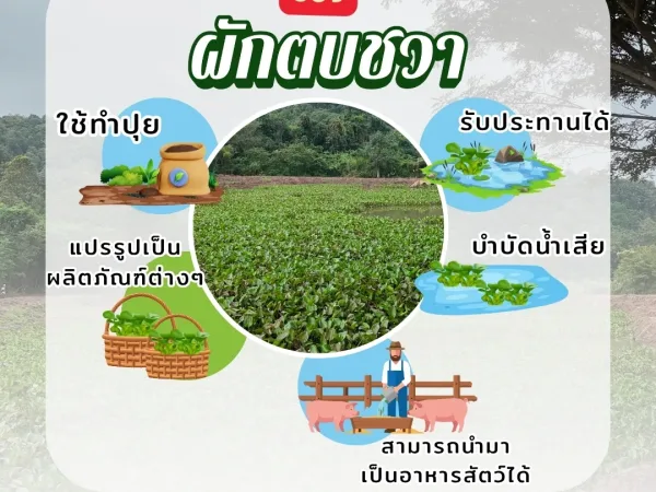 ภาพประกอบ